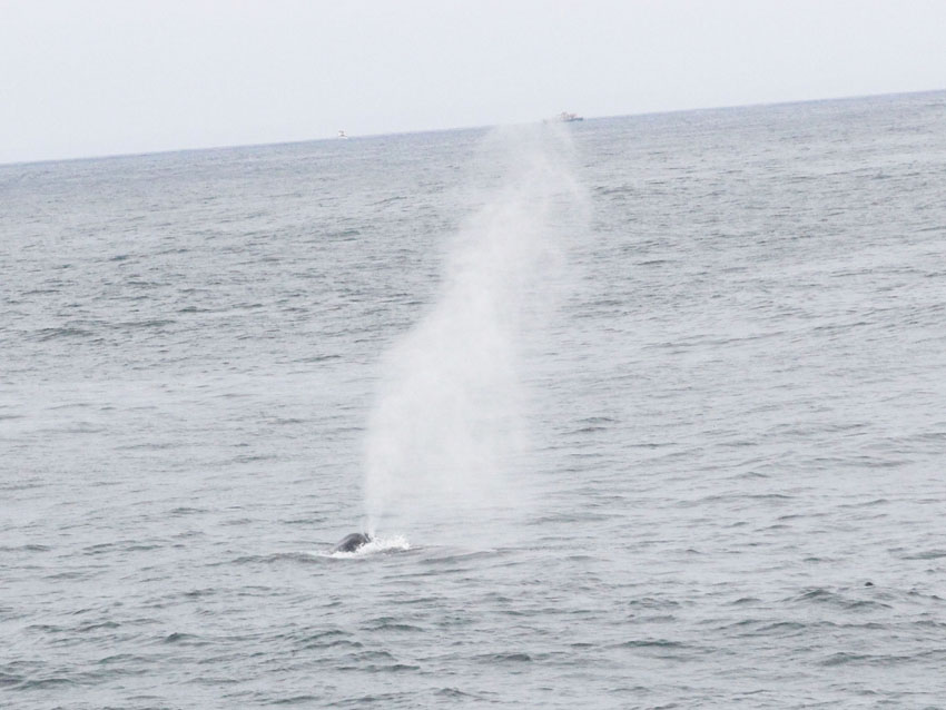 Bluewhale spouting water off San Diego