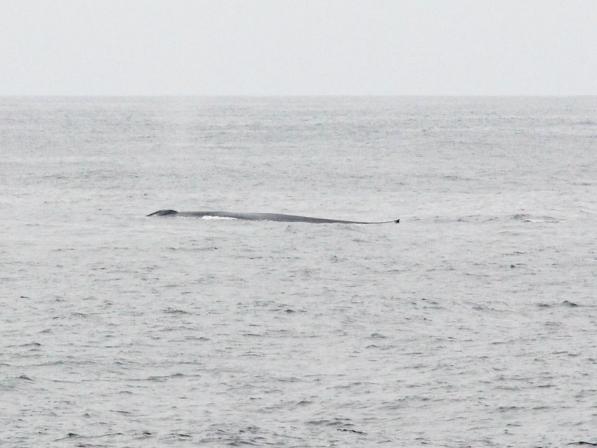 Blue whale off San Diego