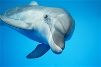 dolphin