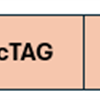 Enhancing Ethernet Security with MACsec