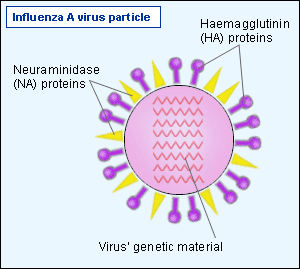 hxny flu virus