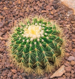 cactus for cactusnet
