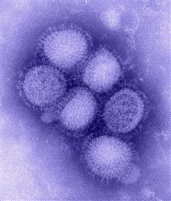 h1n1 flu virus