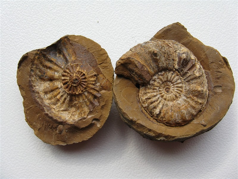 Ammonoid shells